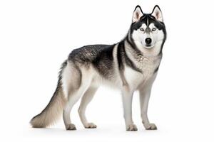 AI generated Siberian husky dog clipart photo