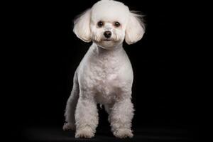 AI generated poodle dog clipart photo