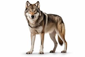AI generated Wild wolf clipart photo
