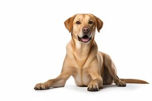 AI generated labrador dog clipart photo