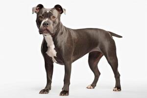 AI generated pit bull terrier clipart photo