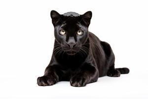 AI generated Black panther clipart photo