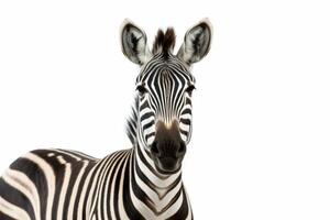 AI generated zebra isolated on white background photo