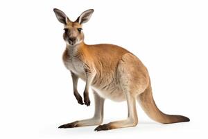 AI generated Kangaroo isolated on white background clipart photo