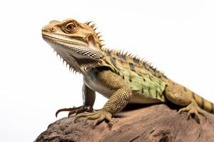 AI generated lizard isolated on a white background photo