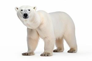 ai generado polar oso clipart foto