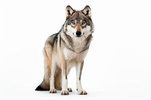 AI generated Wild wolf clipart photo