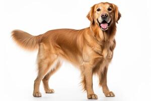 AI generated Golden retriever clipart photo