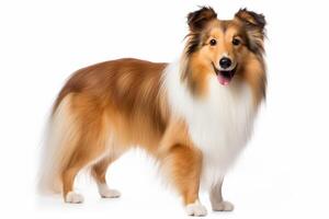 AI generated Shetland sheepdog clipart photo