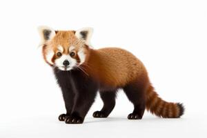 AI generated Red panda clipart photo