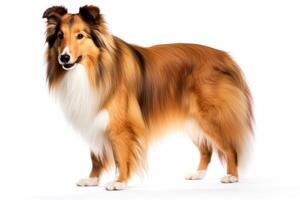 AI generated Shetland sheepdog clipart photo