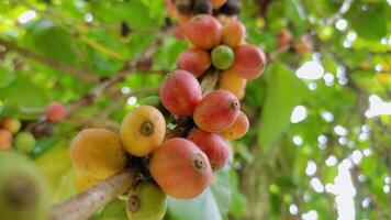 coffee trees that bear heavy and ripe fruit. photo