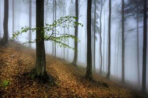 Spring in a beech foggy forest photo