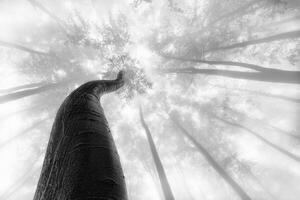 Spring beech trees with fog photo