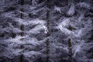 Spruce trees in winter photo