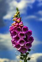 Digitalis purpurea flower in nature photo