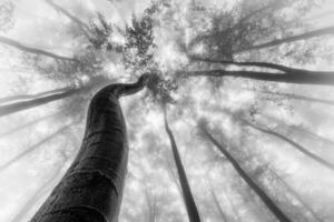 Summer beech trees with fog photo