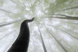 Spring beech trees with fog photo