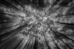 Summer views into the crowns of beech deciduous trees photo