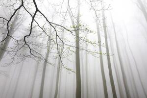 Foggy view of the crowns trees photo