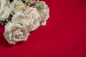 Bouquet of white roses on a red background with copy space for your text. photo