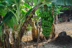 Unripe Banana in the trees with green color photo