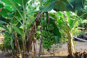 Unripe Banana in the trees with green color photo