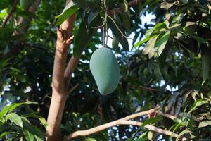 A unripe green mango that is still hanging on a tree, containing high levels of Vitamin C, photo