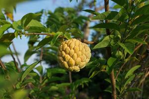 Srikaya or sugar apple fruit is a type of fruit originating from the West Indies. Srikaya fruit trees can grow anywhere, their skin forms like green scales photo