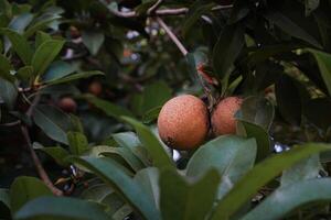 sapodilla is a tropical fruit found in Mexico, India and Indonesia, sapodilla is brown and oval in shape and tastes sweet photo