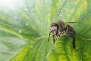 Bee on a green leaf in the sun photo