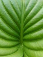 Green hosta leaf texture. plantain lilies, Funkia photo