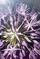 decorative bow, allium in sunlight with highlights and bokeh. Spring background. photo