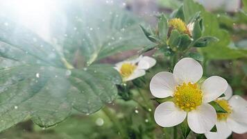 banner with a blooming strawberry bush in the sun. spring planting, strawberry seedlings photo