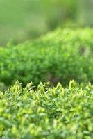 follaje de primavera. fondo verde natural del arbusto. foto