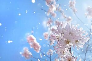 Pink sakura flowers on blue sky in sun lights. Delicate spring background photo