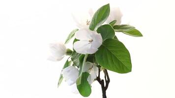 Branch with flowering quince and leaves on white background video