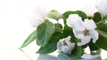 Branch with flowering quince and leaves on white background video