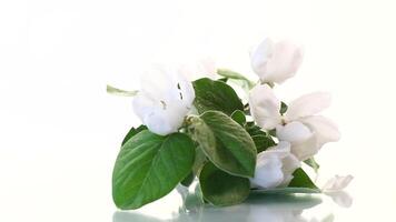 Branch with flowering quince and leaves on white background video