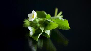 white small strawberry flower with foliage on black background video