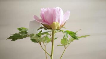 Beautiful big pink peony with congratulations on Mother's Day video