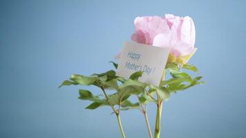 Beautiful big pink peony with congratulations on Mother's Day video