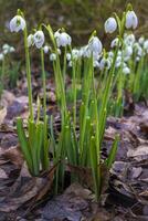 Closeup of flowering Galanthus nivalis or or common snowdrop photo
