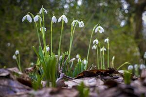 Closeup of flowering Galanthus nivalis or or common snowdrop photo