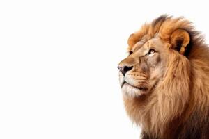 AI generated Lion isolated on a plain background photo