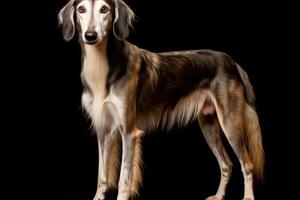 ai generado saluki perro clipart foto