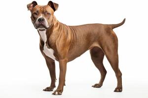 AI generated pit bull terrier clipart photo