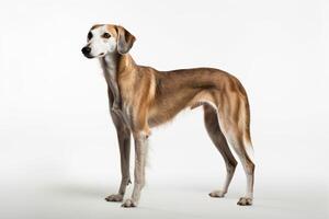 AI generated saluki dog clipart photo