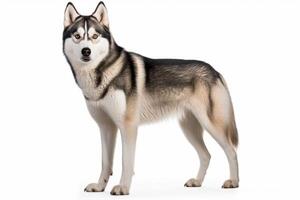 AI generated Siberian husky dog clipart photo