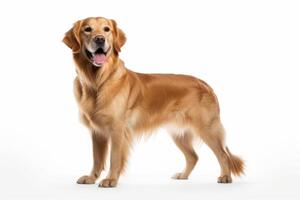 AI generated Golden retriever clipart photo